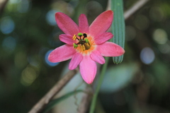 Passiflora hyacinthiflora