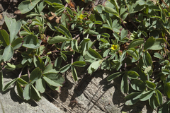 Sibbaldia parviflora