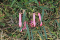 Passiflora hyacinthiflora