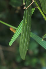 Passiflora hyacinthiflora
