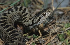 Vipera ursinii