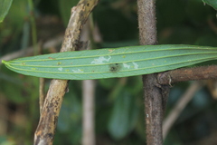 Passiflora hyacinthiflora