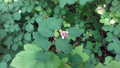 Symphoricarpos