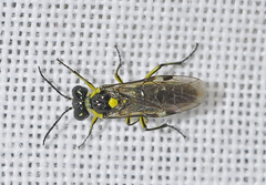 Rhogogaster genistae