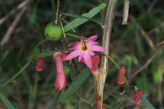 Passiflora hyacinthiflora