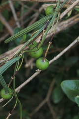 Passiflora hyacinthiflora