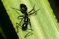 Camponotus sexguttatus