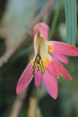 Passiflora hyacinthiflora