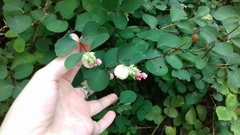 Symphoricarpos