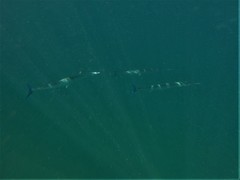 Tylosurus crocodilus fodiator