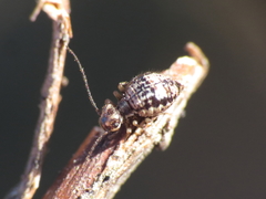 Mesopsocus