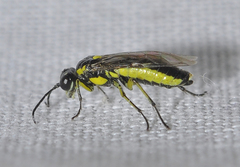 Rhogogaster genistae