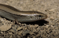 Chalcides bedriagai