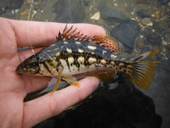 Kelp Bass photo 5