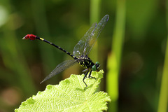 Isomma hieroglyphicum