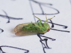 Iassus lanio