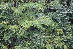 Albizia kalkora