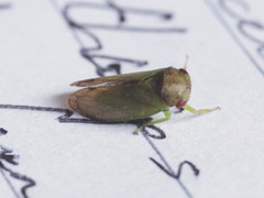 Iassus lanio