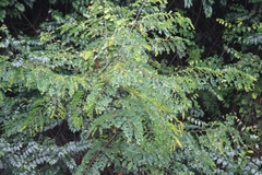 Albizia kalkora