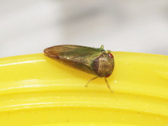 Iassus lanio