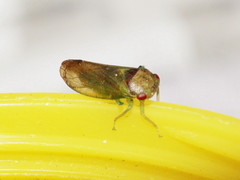 Iassus lanio