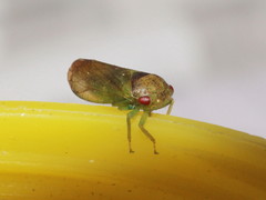 Iassus lanio