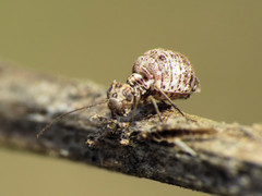 Mesopsocus