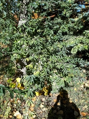 Elaeagnaceae