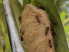 Protopolybia exigua
