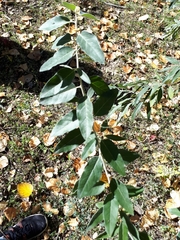Elaeagnaceae