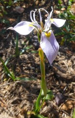 Moraea fergusoniae