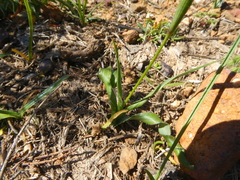 Moraea fergusoniae