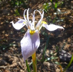 Moraea fergusoniae