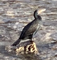 Phalacrocorax carbo