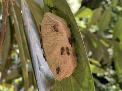 Protopolybia exigua