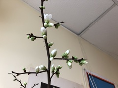 Magnoliopsida