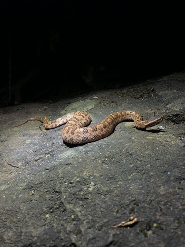 Tonkin Pit Viper