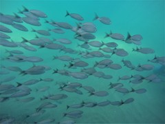 Haemulon maculicauda