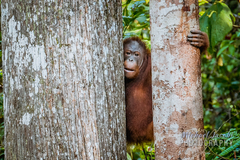 Pongo pygmaeus pygmaeus