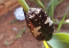 Protaetia aurichalcea