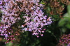 Chromolaena perglabra