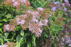 Chromolaena perglabra