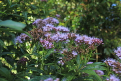 Chromolaena perglabra