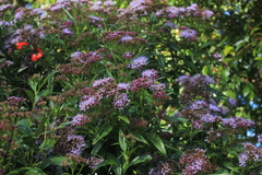 Chromolaena perglabra