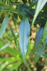 Chromolaena perglabra