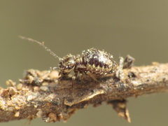Mesopsocus