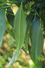 Chromolaena perglabra