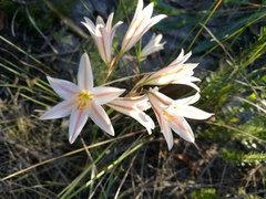 Cyrtanthus loddigesianus