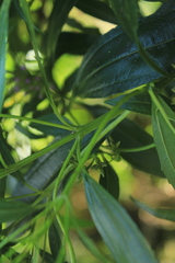 Chromolaena perglabra