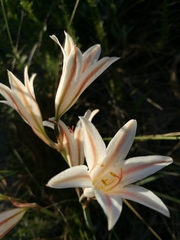 Cyrtanthus loddigesianus